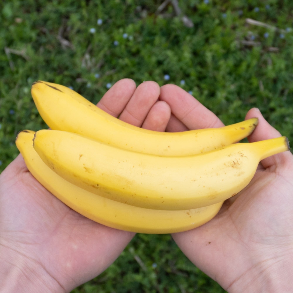 산지직송 국산 유기농 바나나 1.5kg 3kg 후숙과일 친환경 무방부제