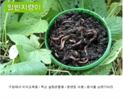 살아숨쉬는 일반지렁이 청지렁이 낚시미끼 판매 여분흙 별도판매1kg 생물 학습용 실습용 파란낚시